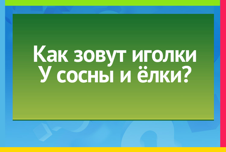 Как зовут иголки У сосны и ёлки?