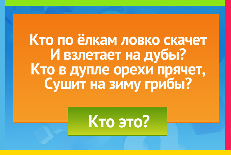 Кто по ёлкам ловко скачет И взлетает на дубы? Кто в дупле орехи прячет, Сушит на зиму грибы?
