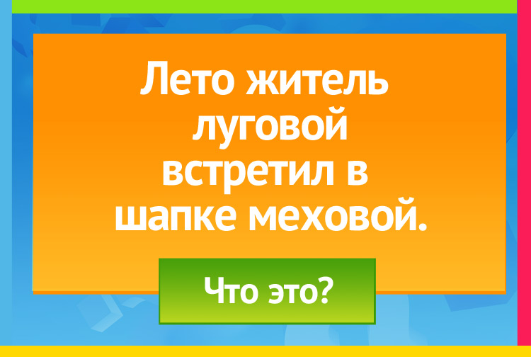 Лето житель луговой Встретил в шапке меховой.