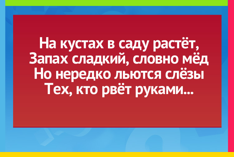 На кустах в саду растёт, Запах сладкий, словно мёд. Но нередко льются слёзы Тех, кто рвёт руками...