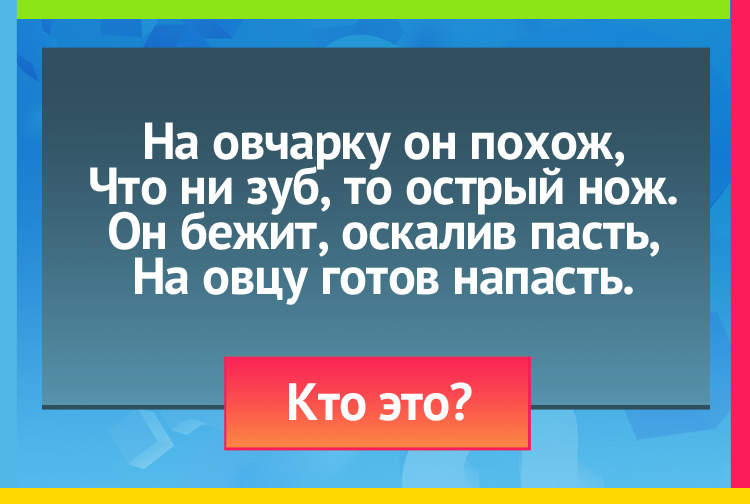На овчарку он похож, Что ни зуб, то острый нож. Он бежит, оскалив пасть, На овцу готов напасть.