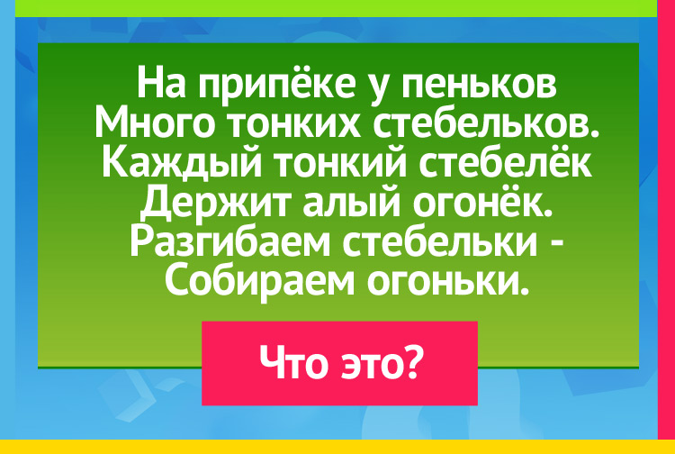 На припёке у пеньков Много тонких стебельков. Каждый тонкий стебелёк Держит алый огонёк. Разгибаем стебельки Собираем огоньки.