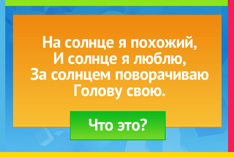 На солнце я похожий, И солнце я люблю, За солнцем поворачиваю Голову свою.