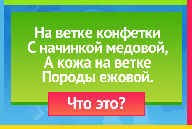 На ветке конфетки С начинкой медовой, А кожа на ветке Породы ежовой.