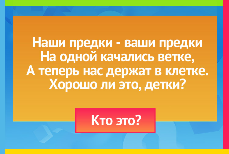 Наши предки - ваши предки На одной качались ветке, А теперь нас держат в клетке. Хорошо ли это, детки?