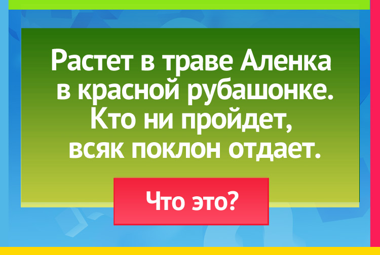 Растет в траве Аленка В красной рубашонке. Кто ни пройдет, Всяк поклон отдает.